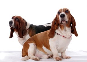 doubledog2